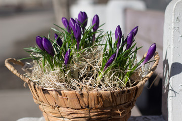 Lilac crocuses in a basket on a bench background