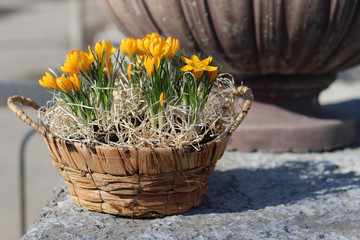 Yellow crocuses in a wicker basket on a background of an old concrete vase