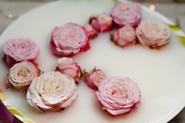 
Pink rose on a milk background in a dish
