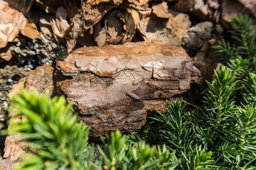 Tree bark for decoration and mulching in landscape design. Tree bark texture macro background...