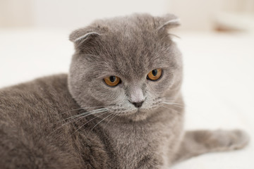 british kitten on a grey background
