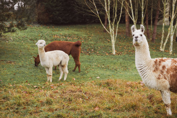 couple of lamas eating grass on fresh air