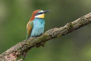 Detailed portrait of Europea bee eater at morning (Merops apiaster)