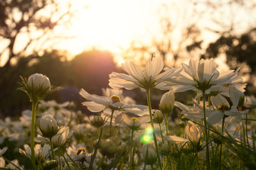 Obraz na płótnie Canvas Field of white cosmos flowers blooming on a sunset background
