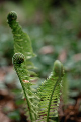 Farn, Farne, close-up