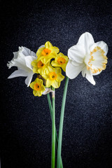 Close up of different types of daffodil flowers on a black textured background.