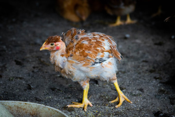 Red domestic chickens close up. Livestock