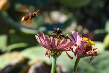 Flying hornet and 
bumblebee fighting for a flower in the Island of Ikaria, Aegean Sea, Greece....