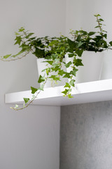 Decorative ivy plants on white shelf