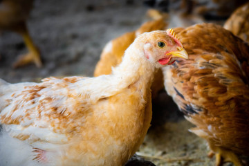 Red domestic chickens close up. Livestock