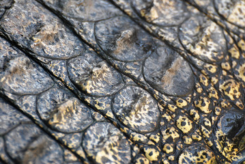 Closeup Crocodile black skin or Crocodile leather - Nature surface and beautiful detail
