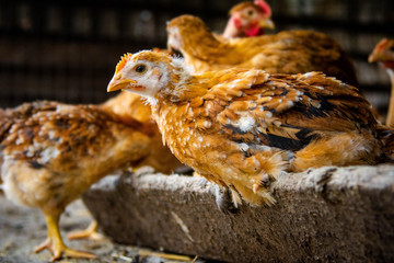 Red domestic chickens close up. Livestock