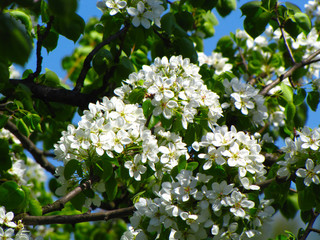 Cherry blossom in Ukrainian village.