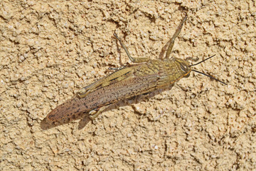 Criquet accroché à un mur crépi.