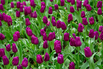 Fototapeta premium Group of tulip flowrs blooming