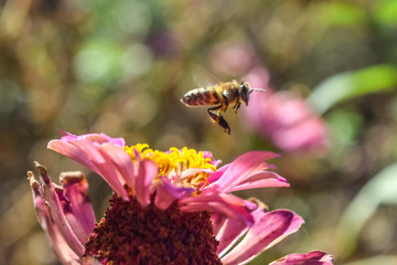 Bee flying from flower after bee collecting pollen. Apis mellifera at the gardens of Villa Dimitri, Ikaria Island, Greece