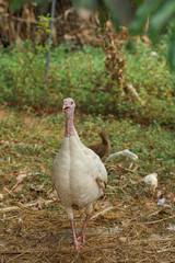 White Turkey is stand up  and rest in garden at thailand