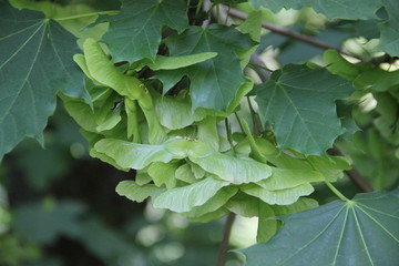 Acer tree spring leaves and flower blossom bud