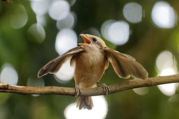 bird on a branch