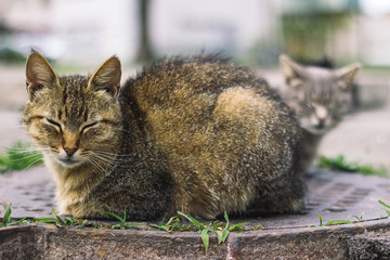 sleppy cats on the street in spring