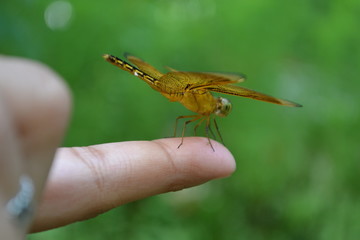 dragonfly on a hand