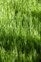 Young wheat in a field
