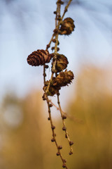 rośliny kwiaty las © Rafal