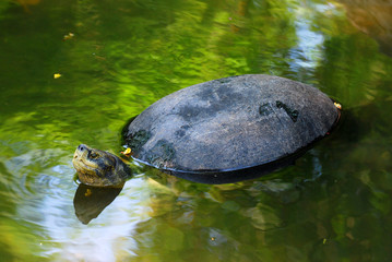 Closeup Water turtle or call The yellow-headed temple turtle (Heosemys annandalii ) in the swamp