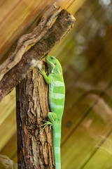 Gekko reptile