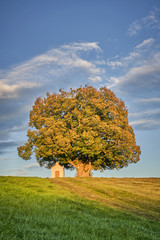 Linde, Kapellenlinde, Schmidhub, Berg, Perach, Leonberg Landkreis Altötting, Oberbayern, Bayern, Deutschland, Naturdenkmal, Baum, Kapelle