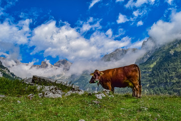 Alps cows gras pasture at the mountains of the Dolomites, Trentino Italy