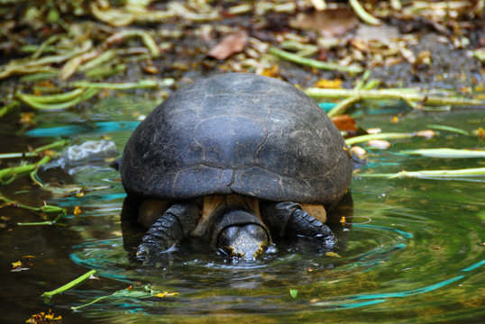 Closeup Water turtle or call The yellow-headed temple turtle (Heosemys annandalii ) in the swamp