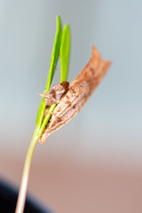 young maple sprout close up