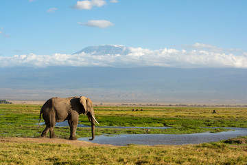 Fototapeta premium ELEFANTE MACHO A LOS PIES DEL MONTE KILIMANJARO EN KENIA (AFRICA)
