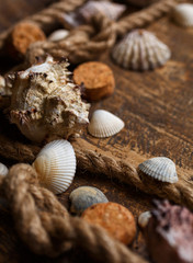 Various seashells and mooring rope on wooden background. Close up photo, selectiv focus.