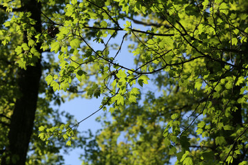 Young green leaves in the forest in spring