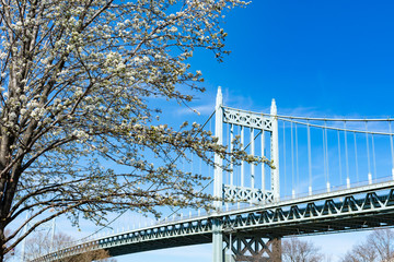 The Triborough Bridge with a White Flowering Tree during Spring seen from Astoria Park in Queens New York