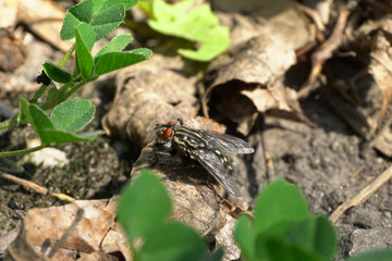 Close-up of Caucasian spring gray fly Sarcophaga carnaria
