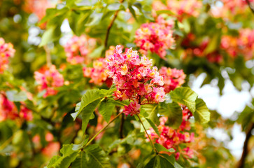 Blooming red chestnut trees in spring, bright against the sky. Symbol of Kiev in Ukraine. Nature background. Soft focus. Boke. Close-up