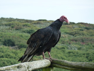 vulture of patagonia