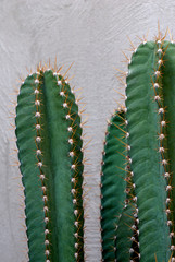 Closeup Cereus jamacaru, known as mandacaru or cardeiro is a cactus desert with light grey pond texture background - Tropical Plant backdrop and beautiful detail 