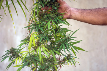 Cannabis, also known as marijuana among other names