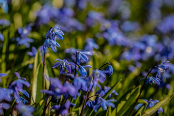 Spring Wild Scilla Siberica Flowers. The first Spring Flowers. Awakening of Nature After Winter. Blue Scilla Flowers or Siberian Squill.