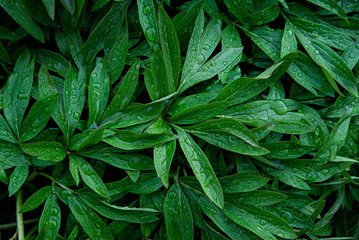 Texture of green peony leaves that are wet and all in dew from the rain. Drops of water on foliage