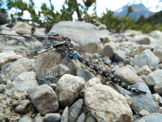 dragonfly in the mountains