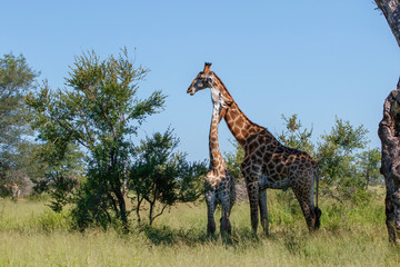Giraffe affection from a young animal to dad in the Kruger National Park in South Africa
