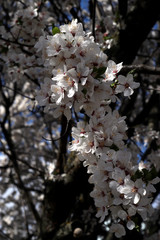 Cherry blossom in the spring in the park near the church