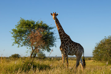 Giraffe walking in the Kruger National Park in South Africa