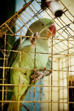 Parrot in a cage, Varanasi, India 