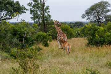 Naklejka na ściany i meble Giraffe mother and baby in the Kruger National Park in South Africa